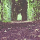 Forest Tunnel