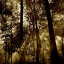 Bosque color sepia