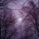 Luna entre los arboles